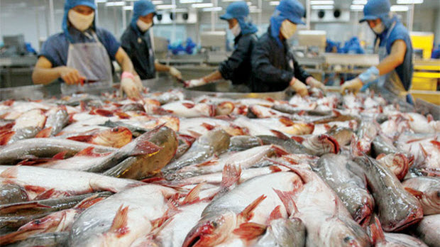  Sự nhân đạo của người Nhật: Không nhập khẩu những con cá phải chết đau đớn tại Việt Nam